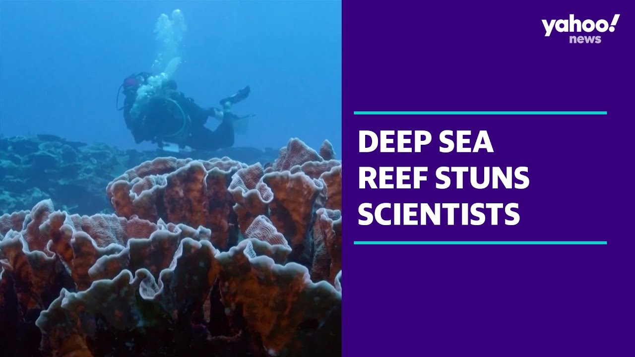 Hidden reef untouched by climate change stuns scientists | Yahoo ...