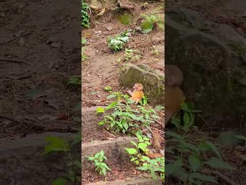 Heartwarming Rescue: Mama
