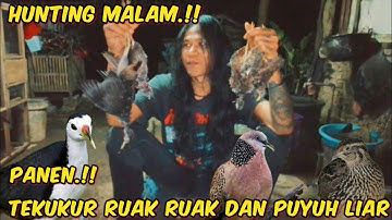 BERBURU BURUNG TEKUKUR BURUNG PUYUH BURUNG RUAK RUAK PANEN BANYAK #berburu 
