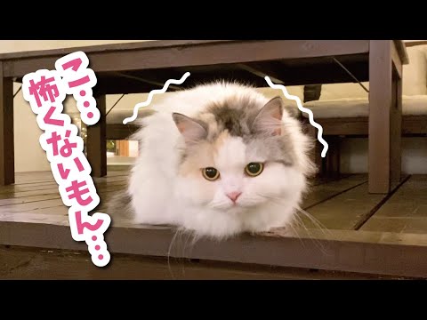 初めての雷が怖すぎて猫が大変なことになりました