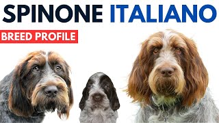 Spinone Italiano Breed Profile History  Price  Traits  Grooming Needs  Spinone Italiano Lifespan