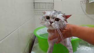 แมวขนสังกะตังแมวเปอร์เซียอาบน้ำตัดขน#แมวขนยาวพันกันเป็นปึกแผ่นต้องหวีขนอย่างไร🐱✂️