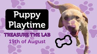 Saturday Daycare For New Puppy 19th August 2023- Let's Welcome, Treasure The Labrador!