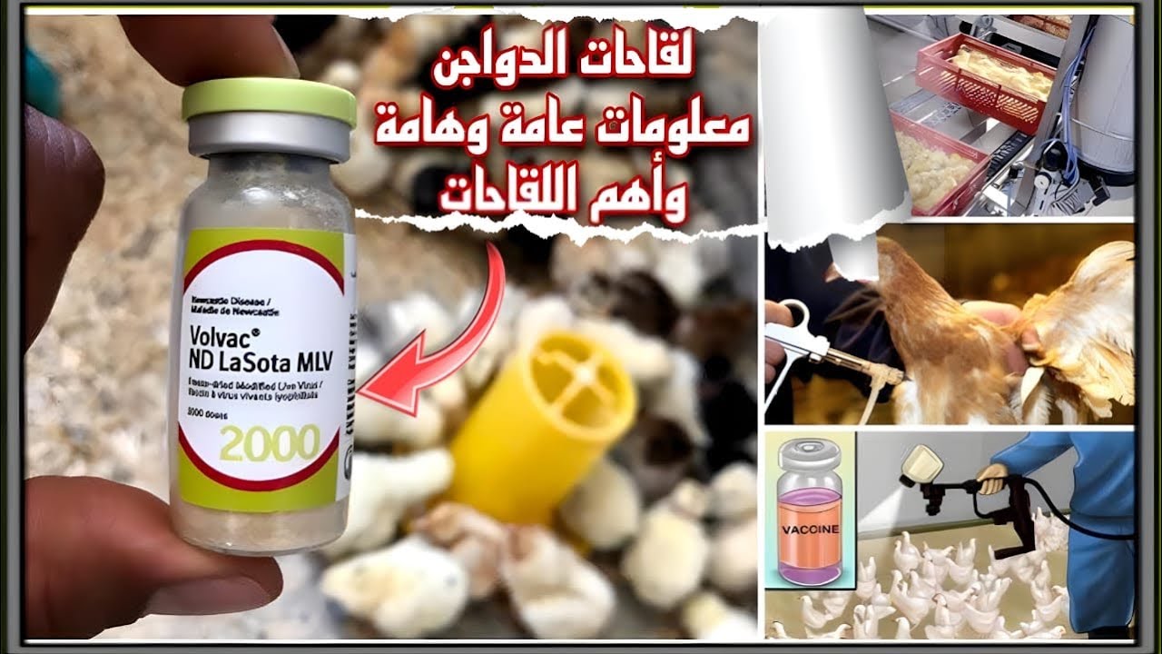 لائحة  أهم التلقيحات الأساسية وأتمنتها لمكافحة الأمراض والفيروسات