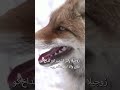 Rare Himalayan Red Fox Spotted at Snow-Covered Zojila Pass | Stunning Wildlife Footage
