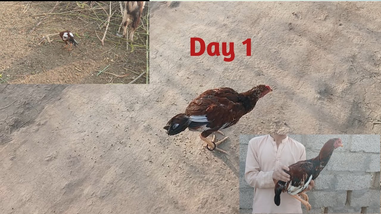 Growth of aseel chick 4 month to 6 months but unfortunately 😓fox killed 😢 the chick