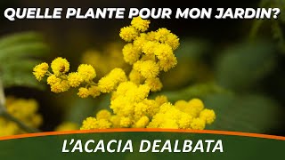 LE MIMOSA ou ACACIA DEALBATA  Quelle Plante Pour Mon Jardin?