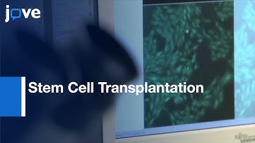 Stem Cell Transplantation- In Vitro Simulated Ischemia/Reperfusion Model l Protocol Preview