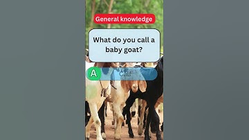 Can You Answer These General Knowledge Questions? 🧠💡