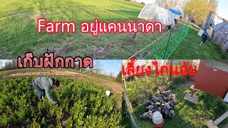 #บรรยากาศเมืองนอก #เก็บผักกาดหี่น#เลี้ยงไก่อยู่ Farm#แคนนาดา