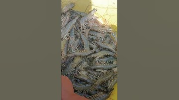 Thu Hoạch #Tôm 084 #GiáThủySản #Shorts | Prawns/Shrimp Harvesting