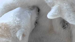 ホッキョクグマの母乳~Mother's milk of Polar Bear