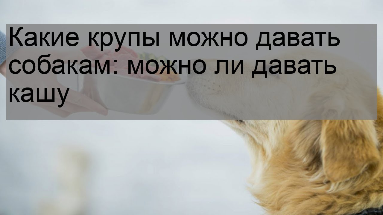 Какую крупу можно щенкам. Какие крупы можно собакам. Какое коупы можно давать собакам. Какую крупу можно давать собакам. Какие каши можно давать собакам.