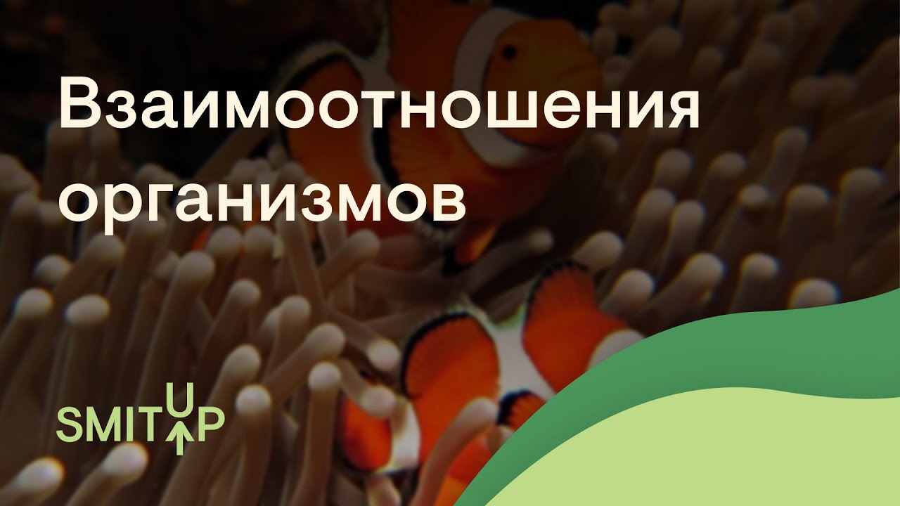 Взаимоотношения организмов | Биология с Мишей Гис | ЕГЭ 2023 | SMITUP ...