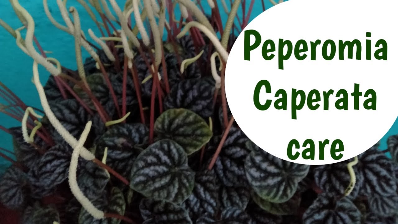 How to care peperomia Tips and tricks!