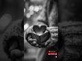 لا تمنح قلبك لمن لا يضيف لروحك نورا كلام من ذهب إقتباسات حكم شعر حالات خواطر أقوال  