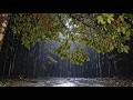 Heavy Rain Under Dense Forest Canopy at Night 🌧️ | Deep Sleep & Immersive Nature Ambience