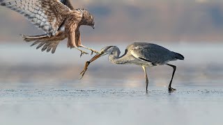 Heron Hunts Fish And Fights Hawk