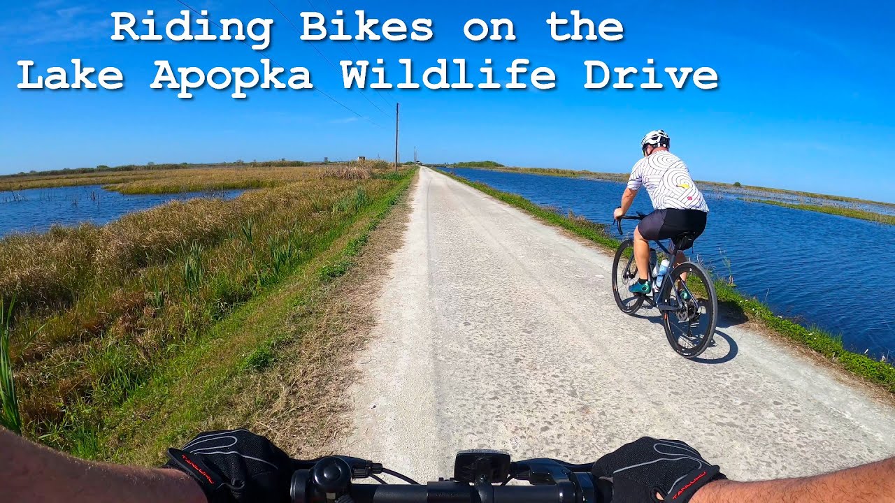 Bike Riding Lake Apopka Wildlife Drive in Florida - Alligators, Birds & Fishing