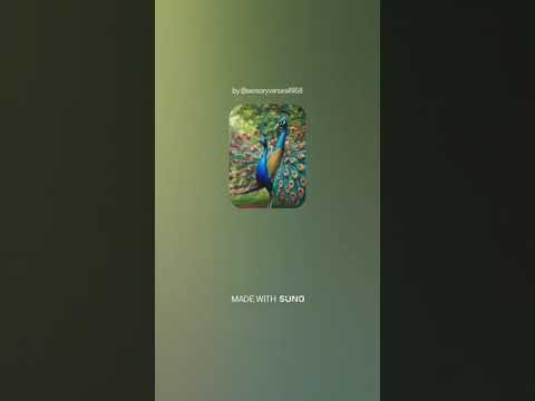 هيفاء وهبي روبي ايتن عامر دلع بنات