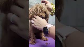 Grooming Ruby #shorts #dogs #puppies #poodle #maltipoo  #adorable #grooming #cute
