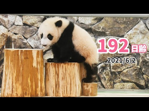 パンダの赤ちゃん（楓浜）】お気に入りの場所はドコ？（192日齢