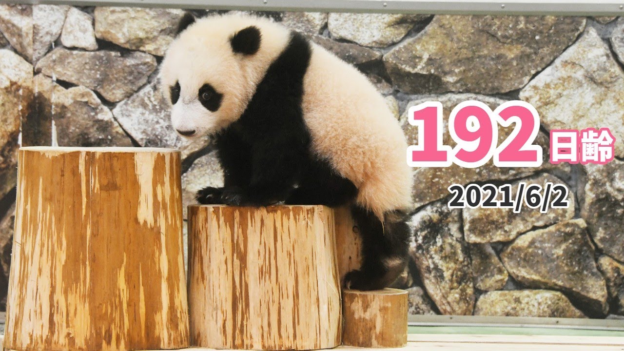 パンダの赤ちゃん 楓浜 お気に入りの場所はドコ 192日齢 Youtube