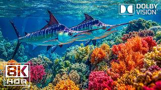Deep Ocean Beauty in 8K HDR | OLED Showcase Dolby Vision™ 60fps