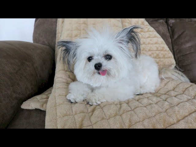 Norbert, un perro de terapia fuera de lo común