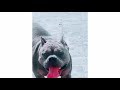 Best l Girls l Pitbulls l latest videol 2019