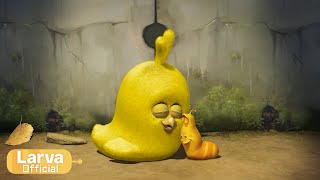 cozy animation compilation larva tuba official