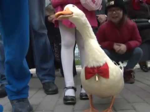Video: Keçe Arabası ördeği