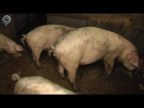Почему сибирские фермеры скрывают правду о поголовье свиней?