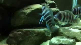 My Frontosa Tank Update 09/24/14