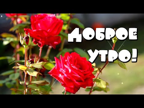 Доброе утро! Букет осенний - в нем музыка, поэзия и счастье! С Днем разноцветных букетов!