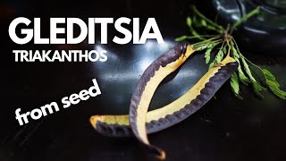 How to grow Gleditsia from seed - Γλεδίτσια από σπόρο