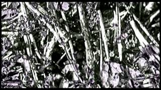 Mattias Fridell - Gummosity  (Official Video)