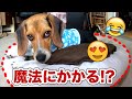 【ひんやりベット】子犬にあげると魔法にかかるらしいw 接触冷感