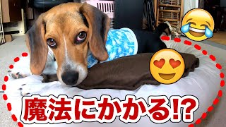 【ひんやりベット】子犬にあげると魔法にかかるらしいw 接触冷感