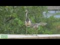 "Late for Dinner" Nature's Social Network