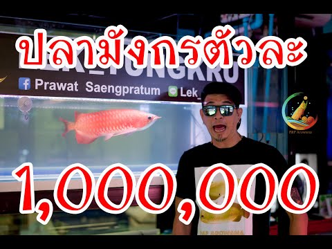 ปลาอะไร 1,000,000 บาท  EP1  P&P Arowana เชียงใหม่ ขายปลามังกร พาเที่ยวดูปลามังกร