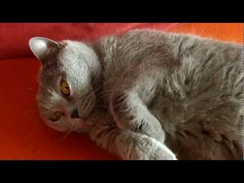 Chartreux cat Rommy - meow