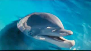 Bernie The Dolphin 2018 The Ryans Saw A Dolphin