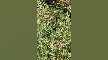 Dude Snake Stands Up