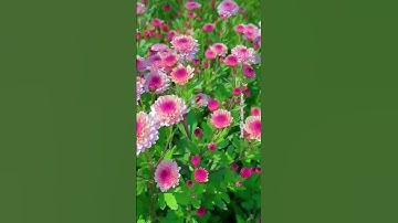 Beautiful dahlia flower gardens#youtubeshorts #garden #beautifulflowers #funnyvideo #comedy#trending