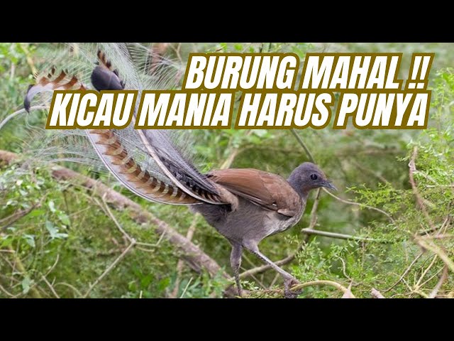 PECINTA BURUNG KICAU WAJIB PELIHARA BURUNG INI class=