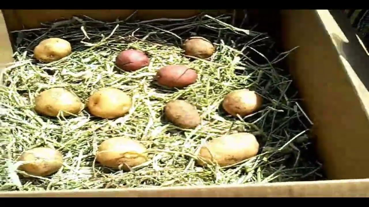 How i store potatoes and onions without a root cellar youtube