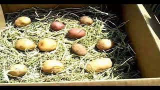 How I Store Potatoes and Onions without a Root Cellar