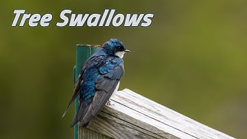 TREE SWALLOWS | Checking Out Nest Boxes | New England Birding