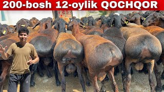 DONYORDA 200 BOSH 😱 12-OYLIK QOCHQORLAR NARXI SHOK!